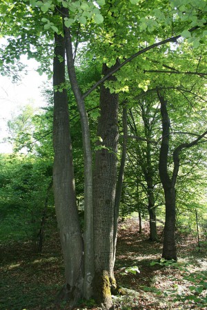 hársfa