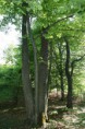 /album/kepgaleria-kezdolap/a1tilia-20platyphyllos-tiglio11-jpg1/